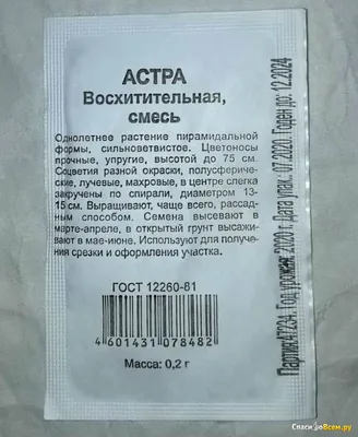Астра восхитительная - 82 фото