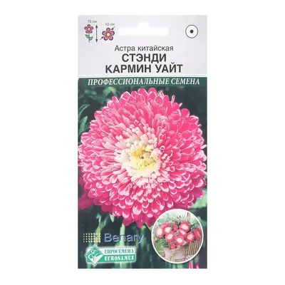 Когда сажать астры на рассаду: какие купить астры, как их вырастить - 18  марта 2023 - НГС