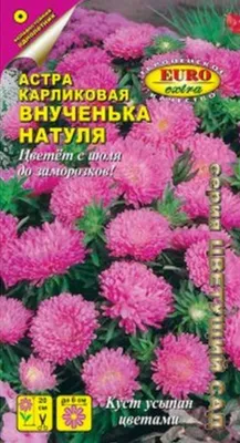 Отзыв про Семена Астра \"Восхитительная\" смесь Флагман: \"Семена астры за два  рубля с приличным процентом всхожести\" | Дата отзыва: 2023-01-21 11:52:15