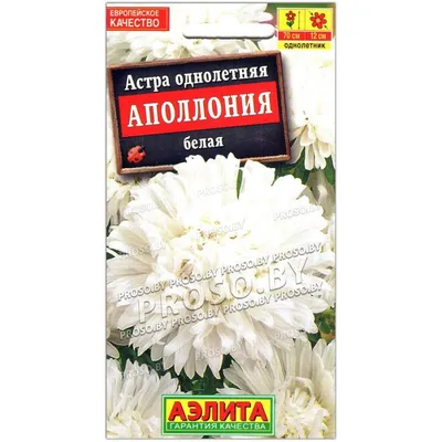 Когда сажать астры на рассаду, лучшие сорта астры, как бороться с корневой  гнилью астры апрель - 3 апреля 2022 - НГС