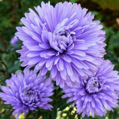 Астра пурпурная (Symphyotrichum puniceum) - PictureThis
