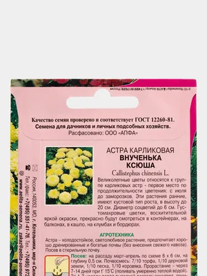 Выращивание астры из семян: основные этапы | Мой огород | Дзен