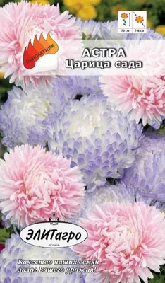 Астры однолетние Агрофирма Аэлита Астра смесь сортов / семена цветов для  сада - купить по выгодным ценам в интернет-магазине OZON (799000867)