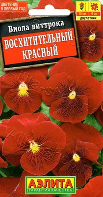 Купить семена астры в интернет-магазине Semena.ru с бесплатной доставкой  почтой России