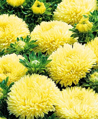 Купить семена Астра Гала жёлтая — от НПО Сады Росcии