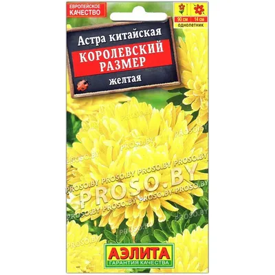 🌱 Астра Помпонная желтая по цене от 66 руб: семена - купить в Москве с  доставкой - интернет-магазин Все Сорта