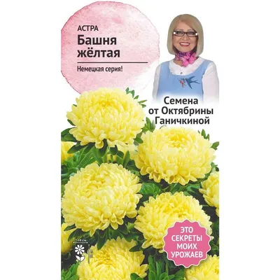 Астра жёлтая Королевский размер (10 шт.) — купить в интернет-магазине по  низкой цене на Яндекс Маркете