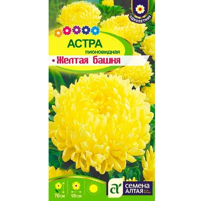 Купить семена Астра Принцесса Хильда, светло-желтая в магазине Первые  Семена по цене 7 руб.