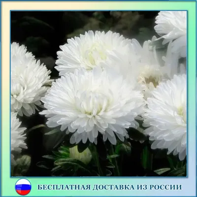 Астры однолетние ПОИСК Агрохолдинг астра цветы однолетние Поиск. - купить  по выгодным ценам в интернет-магазине OZON (876260960)