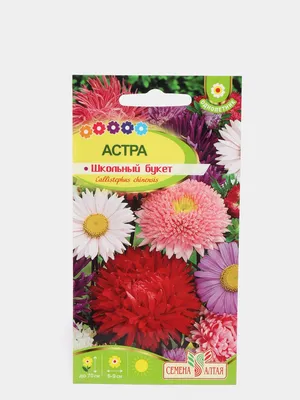 Обои Цветы Астры, обои для рабочего стола, фотографии цветы, астры, дача,  красота, однолетники, осень, природа, растения, розовый, цвет, сентябрь,  флора Обои для рабочего стола, скачать обои картинки заставки на рабочий  стол.