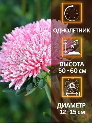Семена Цветы, Астра, Королевский размер, 0.1 г, смесь сортов, цветная  упаковка, Аэлита в Тамбове: цены, фото, отзывы - купить в интернет-магазине  Порядок.ру
