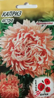 Купить Астра Зимняя вишня недорого по цене 20руб.|Garden-zoo.ru