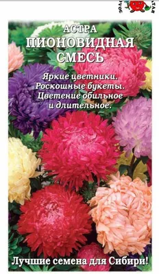 Астра пионовидная Дюшес блю ЦВ 0,3г ,семена, Поиск купить в рассрочку и  кредит в Минске и Беларуси