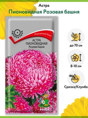 Астра НАСТЁНА пионовидная. Прочие однолетние. Семена цветов.  Интернет-магазин Уральский дачник