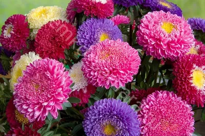 25 крутых сортов астр для срезки (обзор и точка зрения флориста) | PRO  Цветы флористу | Дзен
