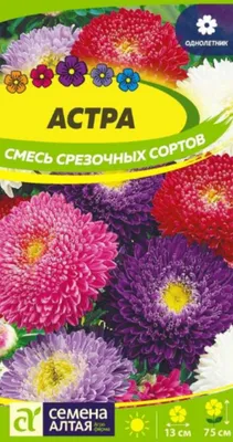 Астра Букетная Персиковый цвет, 0,2 г, купить в интернет магазине  Seedspost.ru