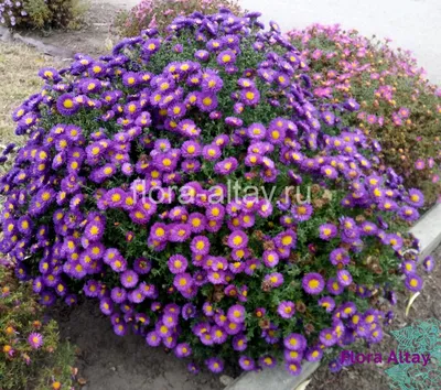 Астры однолетние Цветущий сад ЦС Астра БОРДЮРНАЯ - купить по выгодным ценам  в интернет-магазине OZON (437609218)