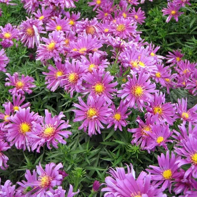 Астры однолетние Цветущий сад ЦС Астра ПОМПОННАЯ - купить по выгодным ценам  в интернет-магазине OZON (708818270)