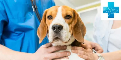Асцит у собак: причины, симптомы и лечение | Ваши Питомцы