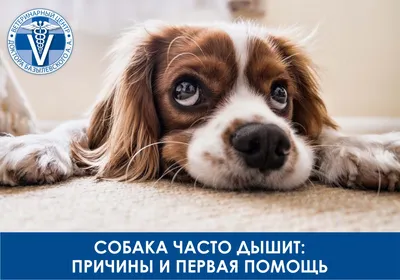 Распространенные болезни почек у собак - Собаки обзор на Gomeovet