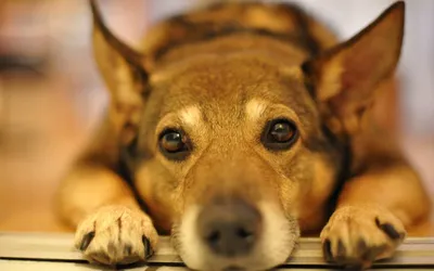 Панкреатит у собак: симптомы, признаки и лечение поджелудочной железы