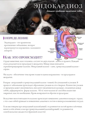 https://dzen.ru/media/id/5df113b534808200af962777/ascit-u-jivotnyh-pervye-priznaki-lechenie-metody-diagnostiki-5efe1be47702641b76280123