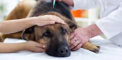 Болезни печени у собак: симптомы и лечение - «Айболит Плюс» - сеть  ветеринарных клиник