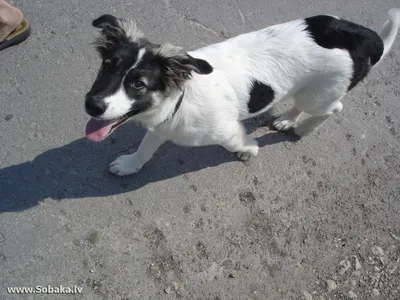 Аиди или Атласская овчарка (Aidi, Chien de I'Atlas, Atlas Sheepdog, Kabyle  Dog) | Mountain dogs, Great pyrenees, Pyrenean mountain dog