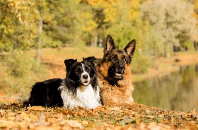 Аиди (Атласская овчарка) | 🐶ПИТОМЕЦ.РУ🐱 | Дзен