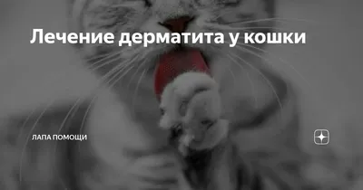 Фото атопического дерматита у кошки с возможностью скачать