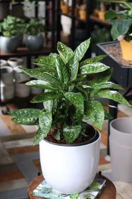 Аукуба японская вариегатная купить в Минске с доставкой | Cactus.by
