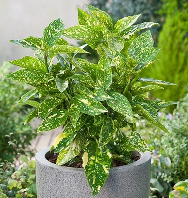 Аукуба японська, Аукуба японская, Aucuba japonica (ID#1343092267), цена: 85  ₴, купить на Prom.ua