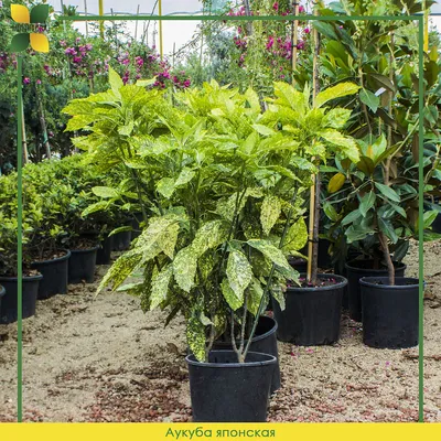 Аукуба Японская / Aucuba Japonica | MULTIFLORA