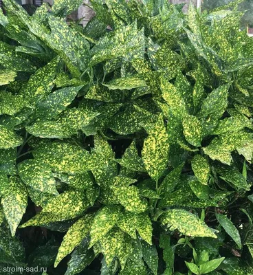 Аукуба Японская (Aucuba Japonica) | Строим Сад