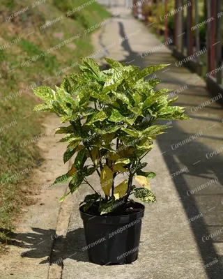 Аукуба японская (Aucuba japonica) куст 10л - Сочинский питомник  декоративных растений