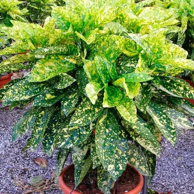 Аукуба японская Кротонифолия 🌼 купить в Москве недорого с доставкой -  GoodFlora