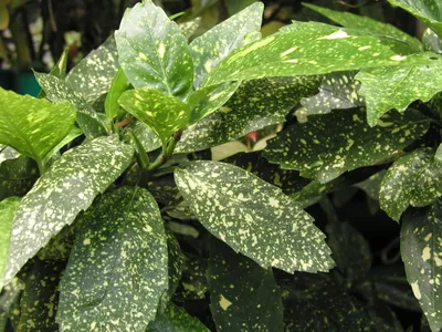 Аукуба японская Кротонифолия Голд Aucuba japonica Crotonifolia Gold 5л (И)  — цена в LETTO