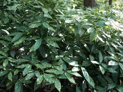 Аукуба японская 'Crotonifolia', купить в Ростове, Золотое дерево, Aucuba  japonica Crotonifolia, Японский лавр, Колбасное дерево, ЭКЗОТИЧЕСКИЕ  РАСТЕНИЯ, ЦВЕТЫ ОРАНЖЕРЕЙНЫЕ Купить растения в Ростове-на-Дону,  Интернет-магазин, питомник растений, хвойные и ...