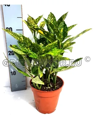 Аукуба Японская (Aucuba Japonica) конт. с5 | Строим Сад
