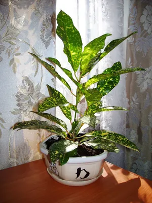 Greeninfo.ru - Аукуба в комнатных условиях  https://www.greeninfo.ru/indoor_plants/aucuba/aukuba-v-komnatnykh-usloviyakh_art.html  Аукуба – прекрасное декоративно-лиственное растение, особенно пестролистные  формы, листья которых покрыты белыми, желтыми ...