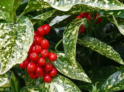 Аукуба японская - купить в интернет-магазине FreshPlants.ru с доставкой по  Москве, области и всей России | Искусственные растения, Растения, Цветочные  горшки