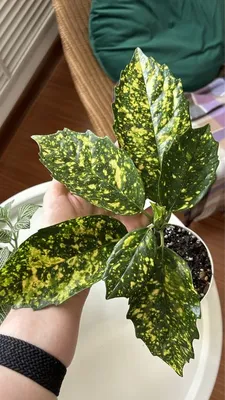 Купить Аукуба японская 'Variegata' - Новий Сад