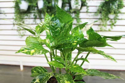Аукуба японская Вариегата (Aucuba jap. Variegata) 1,5 — Питомник Летний сад