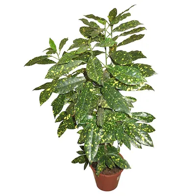 Аукуба японская (Aucuba japonica) D19 H70 купить в СПб