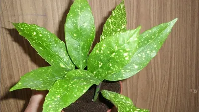 Флорианна - растения on X: \"Аукуба японская. Aucuba japonica #plants #earth  #nature #home #Flowers #цветок #растение #лето #комнатныйцветок #зелень  #сад https://t.co/JDdmppNcza\" / X