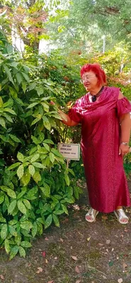 Купить Аукуба Японская Кротонифолия золотое дерево пятнистый лавр МОСКВА от  1210 рублей, доставка