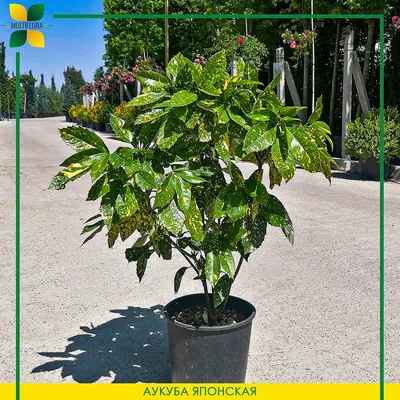 Аукуба японская Кротонифолия Голд Aucuba japonica Crotonifolia Gold 5л (И)  — цена в LETTO