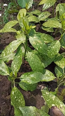 Купить Аукуба японская Кротонифолия за 420 руб в Москве и МО