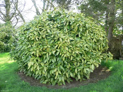 Аукуба Японская (Aucuba Japonica) конт. с5 | Строим Сад