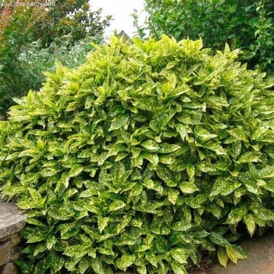 Аукуба японская (Aucuba japonica) куст 35л - Сочинский питомник  декоративных растений